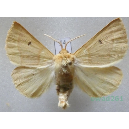Crocallis elinguaria (Linnaeus, 1758) male Czech54
